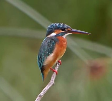 Common Kingfisher